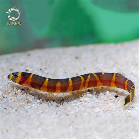 蛇仔魚壽命|苦力鳅/蛇仔鱼（Pangio semicinctus）介绍及饲养方法。